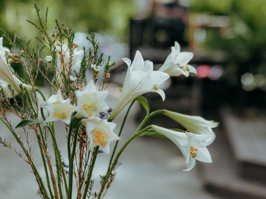 White lilies in soft light